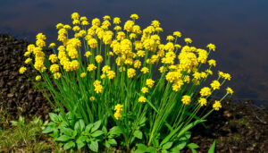 Ranta-alpi (Lysimachia vulgaris) – Myrkyllisyys, kukinta ja kasvupaikka